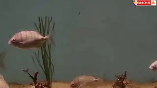 @pe lon betcam, peces tropicales ,tropical fish, 熱帶魚,poisson tropical,zoo, acuarium,