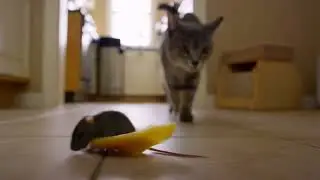 Cat hunting mouse