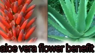 Aloe Vera Flower Benifit #My little garden # stress free gardeninig#Cooking gatdenin with sons