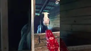 🔴 Cute pony loves playing with water guns 🐎 - PO Horses