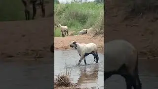 Nellore jodipi breeding ram #sheepfarming #nellorejodipi #telangana #shorts #viral  #sheepfight