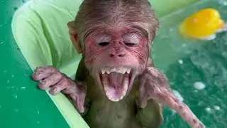 First Time in the New Pool! Monkey Baby’s Happy Swimming Moment Is Too Cute 💦🐒💖