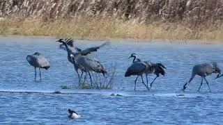 Grulla com&uacute;n / kurriloa (grus grus)