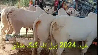 Bull for sale atTalagang Mandi  Eid  2024 Pakistan|| Imtiaz tv Talagang