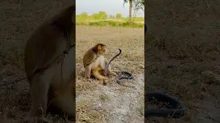 Monkey 🐒 with cobra 🐍
