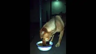 3 AM CCTV: Tiny Puppy&rsquo;s Secret Midnight Feast 🐾