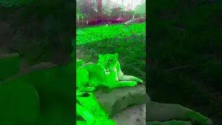 Alien 👾 Lion 🦁