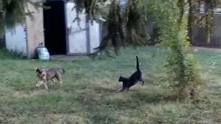 #short Cat chasing dog