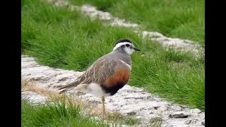 Eurasian Dotterel - Morinelplevier  - Will Schep.