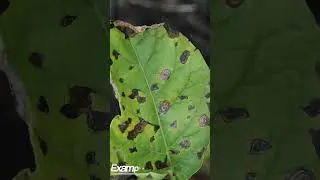 Early blight potato caused by Alternaria solani. #viral short #short #like #Agricultural