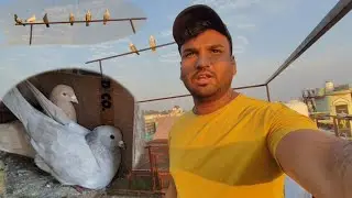Grey pigeon ne ande rakh diye || baby bird mar gayi || minizoo pets vlog|| ☹️