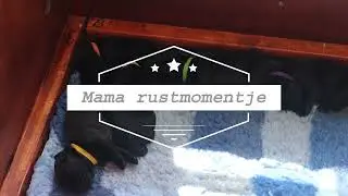 Mama rustmomentje - Nest A - Maya x Fitch