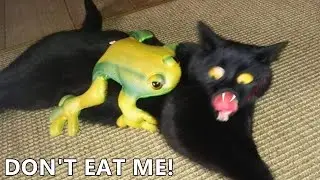 AWW SO FUNNY😂😂 Super Dogs And Cats Reaction Videos 2022