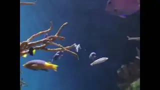 Try to Watch This to the End Without Getting Satisfied 97% Fail