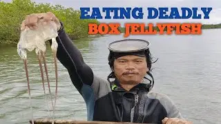 CATCHING VENOMOUS BOX JELLYFISH/ DIKYA , CATCH AND EAT