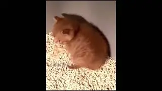 sad orange cat