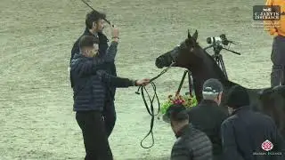 N 73 ADEL NABSA   ERAB Arabian Horse International Show 2024   Colt Foals Class 2B