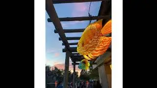 Glowfari @ The Oakland Zoo.