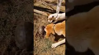 PERROS ATACAN A UNA TORTUGA! ☠️