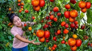 Harvest PERSIMMON goes to the market sell | Ella Daily Life