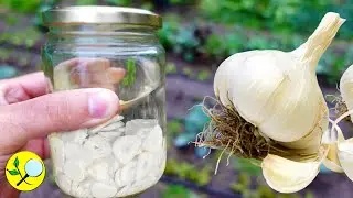 🧄Мощный репеллент для растений – концентрированный чесночный спирт
