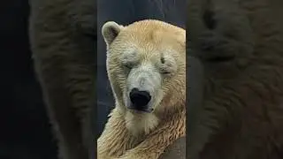 St Louis Zoo Polar Bear