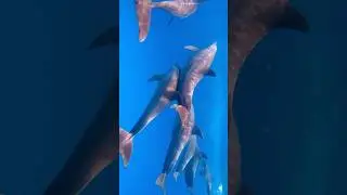 The Best Place to Swim with WILD DOLPHINS | Zanzibar Tours | Tanzania | 2024
