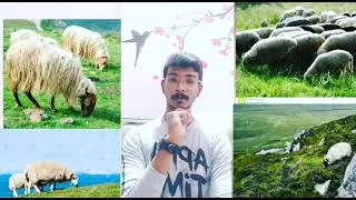 Browsing and Grazing | G N Prabhu | Sevagan Minutes