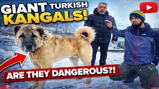 Inside Turkey&rsquo;s Largest Kangal Farm | A Life With Guardian Dogs (Truva Kangal) - E01