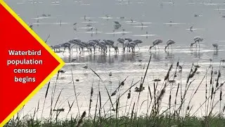 Census of aquatic birds commenced in Thoothukudi to assess their population, species & habitat....