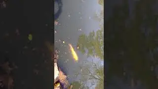 Japanese Carp at Maymont Estate