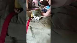 Will You Pet Me? #monkey #olliethemonkey #squirrelmonkey