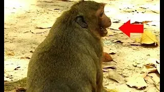 Sweet Pea monkey cry loudly cos angry with mom don't care baby