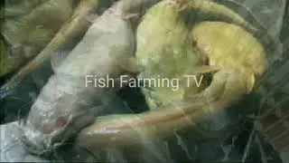 Prevention and Control of different types of Catfish Diseases.