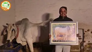 👍4th Final Milking: (15.12.2025)👍#कश्मीरी भाई की Elite Haryana Breed Cow.👍