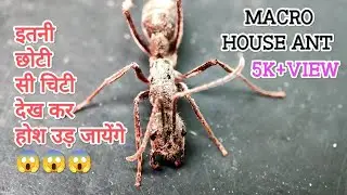 The Macro House Ant || इतनी पास से देखिए चिटी कैसे लगती है || The Unique Shoot