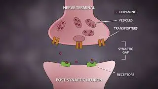 Neurotransmitters: The Chemical Messengers in the Brain - The Addicted Brain