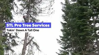 Tree Service St. Louis MO