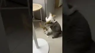 Funny cats 😂 episode 192#cat #foryou #foryourpage #viralshorts #shorts @Mianwaqas0056