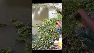 Wow Village man fishing catfish with small rod #shorts #shortsfeed