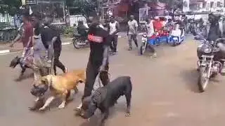 KAMPALA-DOG WALK 2024