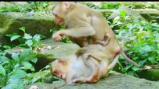 Documentary, What Happened Rainbow, Baby Monkey, Wild, Nat Geo Wild & BBC Earth Wildlife
