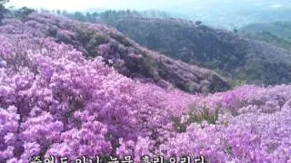 [가사] 진달래 꽃 - 마야