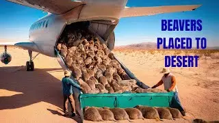 &ldquo;What Happened After They Placed Hundreds of Beavers on Dead Land Is Unreal&rdquo;