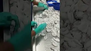 Shorts#🦑Cuttle Fish 🦑Whole Cleaned#Seafood#Grading