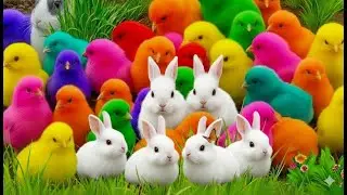 Cute & Colorful Animals | Rainbow Chicken, Cute Rabbit & Duck for Kids #1