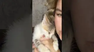 2 часть истории нашей булки ❤️ #edit #cat #movie #kitten