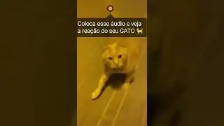 VEJA COMO SEU GATO REAGE &Aacute; ESSE &Aacute;UDIO #shorts #short #shortsvideo #gatosfofos #humor