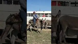 Donkey Saddle Training Tip # 1