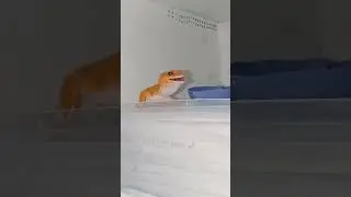Vamara si Leopard Gecko SHTCTB Giant | handfeeding gecko | P21